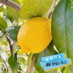 ショッピング日本一 レモンの木 瀬戸内レモン 3年生接木大苗 産地で剪定済 1.0m苗