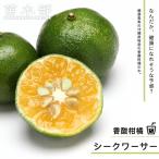 シークワーサー 1年生接木苗