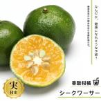 みかん 苗木 実付き シークワーサー 3