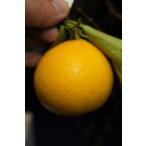 ショッピング文旦 スイートスプリング 2年生接木苗