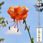 こおにゆり 3.5号ポット苗 健康山菜 爆買いweek