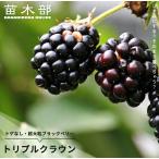 トゲなし ブラックベリー トリプルクラウン 4号ポット苗
