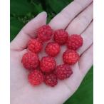  красный драгоценности 2 сезон становится laz Berry pot рассада 