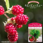 ラズベリー ルビービューティー 挿木 鉢植え 種苗法出願中