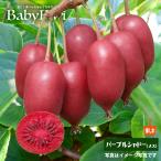 パープルシャドー （メス） ベビー