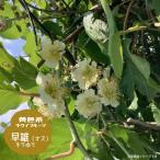 キウイ 苗 早雄 赤系・黄色系の受粉