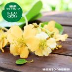 キウイ 苗 トムリ 緑実キウイの受粉