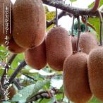 ショッピング苗 1本でなるキウイ苗 スーパーエメラルド 1年生接木苗 （ラベルなし） ハナヒロバリュー 爆買