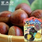 栗 苗木 ぽろたん 3年生接木大苗 1m苗 産地で剪定済 1.0m苗 登録品種・品種登録