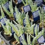 mei редкость na голубой втулка 2.5 номер pot рассада 