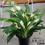 . ввод десять тысяч год синий (o Moto ) Treasure Ship (. камень ) 5.5 номер растение в горшке так же орнамент ..