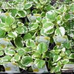  pre k тигр n подвеска мята leaf 3 номер pot рассада 