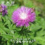 セントーレア プルケリマ 3号ポット苗