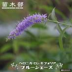 ベロニカロンギフォリアブルーシェー...