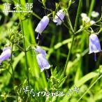 イワシャジン 青花 3号ポット苗 予約販売5月下旬頃入荷予定