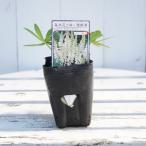 ルピナスギャラリーホワイト3号ポッ...