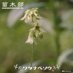 ワタナベソウ 3号ポット苗