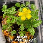 屋久島イワキンバイ 3号ポット苗 爆買いweek