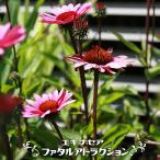 ショッピングエキナセア エキナセア ファタルアトラクション 3号ポット苗