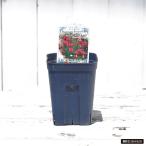 エキナセアブラックベリートリュフ3...