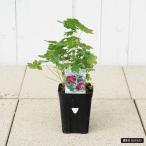 gela новый mjosef зеленый 4 номер pot рассада . покупка 