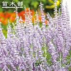  Россия n шалфей Denim гонки 4 номер pot рассада (PW)( договор товар вид . есть больше .. воздержитесь пожалуйста )