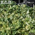 . ввод Europe yomogi( arte misia* Varie ga-ta)3 номер pot рассада 