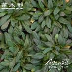  живучка rep шкаф шоколад chip 3 номер pot рассада 