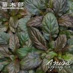  живучка rep шкаф pa-p редкость 3 номер pot рассада 