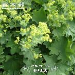 アルケミラ モリス ポット苗