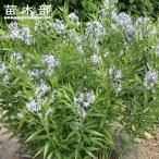 アムソニア 丁子草 （ チョウジソウ ） 3.5号ポット苗