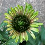 ショッピングエキナセア エキナセア グリーンツイスター 3号ポット苗
