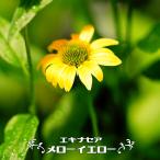 ショッピングエキナセア エキナセア メローイエロー（一重） 3号ポット苗