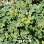 アルケミラ エリスロポダ ポット苗