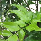  корова komisida pot большой рассада день .