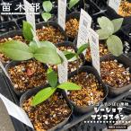シーショアマンゴスチン Garcinia hombroniana 実生 2号…