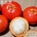 マンゴスチン ドワーフチェリー 実生 3号ポット苗