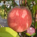 ショッピング桃 桃 苗木 なつおとめ 2年生接木 ロングスリット 鉢植え 限定販売ロングスリット 鉢植え 予約販売10〜11月頃入荷予定