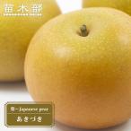 梨 苗木 あきづき 2年生苗 スリット鉢植え 限定販売 登録品種・品種登録