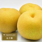 梨 苗木 長十郎 1年生接木苗