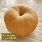 ショッピング梨 梨 苗木 ジャンボ愛宕梨 2年生接木苗 スリット鉢植え 限定販売