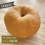 梨 苗木 ジャンボ愛宕梨 3年生接木1m大苗