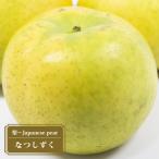 ショッピング梨 梨 苗木 なつしずく 1年生接木苗