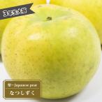 梨 苗木 なつしずく 3年生 接木 1m大苗