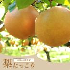 ショッピング梨 梨 苗木 にっこり 2年生苗 スリット鉢植え 限定販売