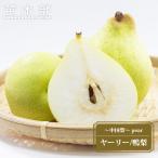 梨 苗木 ヤーリー（鴨梨） 1年生接木苗