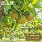 梨 苗木 瑞月 1年生接ぎ苗 爆買