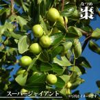  зизифус super ja Ian to( большой снег зизифус ) 1 год сырой рассада 