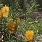 バンクシア・ヘアピン (スピヌロサ) 6号黒鉢植え