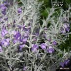 エレモフィラ ニベア 3号ポット苗